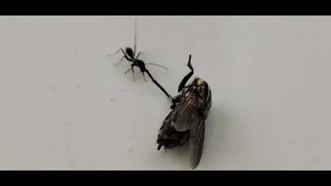 An ant is trying to bring prey to its nest Stock Footage 265948991