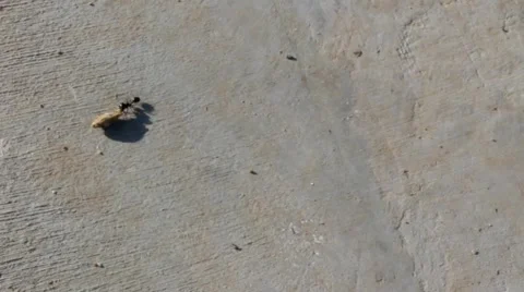 Ant trying to drag the grain in its nest Stock Footage 41798555