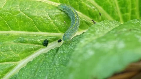 Ant trying to eat a worm while eating the leaf. Stock Footage 305371319