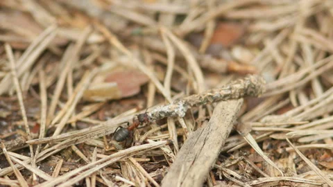 Ant trying to pull a get stuck heavy burden. Heavy work. Stock Footage 90409081