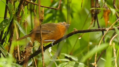 Ant type bird perched and hopping away in Panama forest Stock Footage 123550513