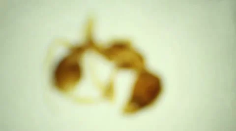 Ant under the microscope, background. (Formicidae) Stock Footage 12383236