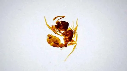 Ant under microscope. Study of insects. Formicidae close-up. Stock Photos