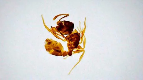 Ant under microscope. Study of insects. Formicidae close-up. Stock Photos