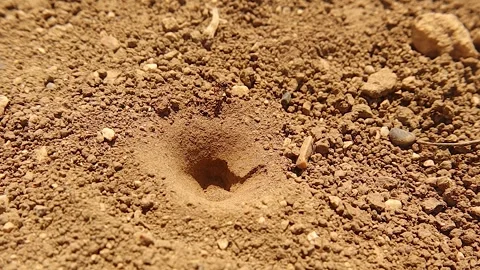 Ant Unknowingly Escapes Antlion Trap After Grooming Near Deadly Pit Stock Footage 312784541