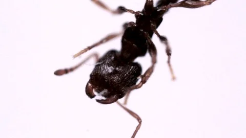 Ant upside down Video stock 105615828
