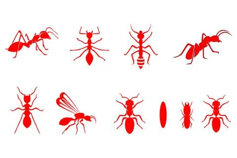 Ant vector illustration design Illustration