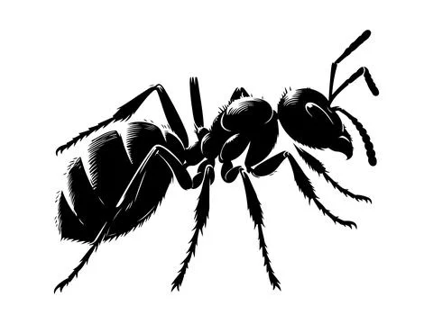 Ant vector illustration on white background イラスト素材
