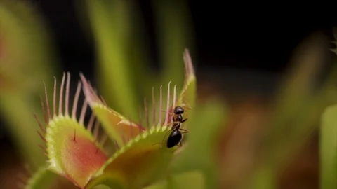 Ant on venus fly trap crawling around. Brave little insect on a carnivorous plan 스톡 동영상 114987447