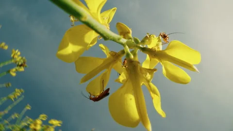 Ant view of insects on yellow flower Stock Footage 336497540