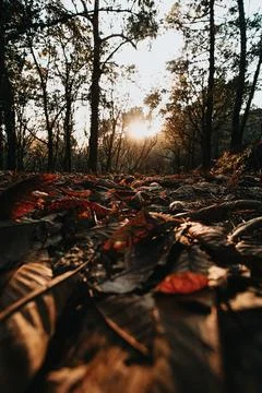 Ant view shot of the forest during an autumnal day with the floor filled wi.. Stock Photos