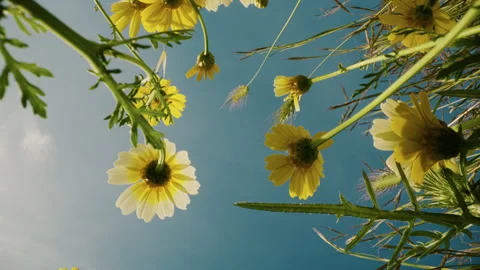 Ant view of yellow flowers in sunlight Stock Footage 336497734