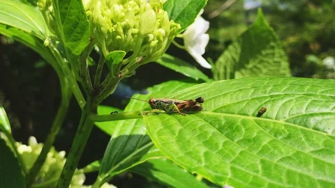 Ant vs Grasshopper Video stock 91373296