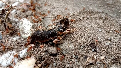 Ant vs slug Video stock 293785069