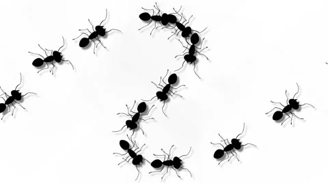 ANT WALK 02 Stock Footage 2538368
