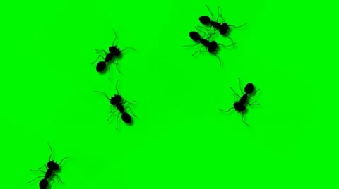 ANT WALK 04 Stock Footage 10587640