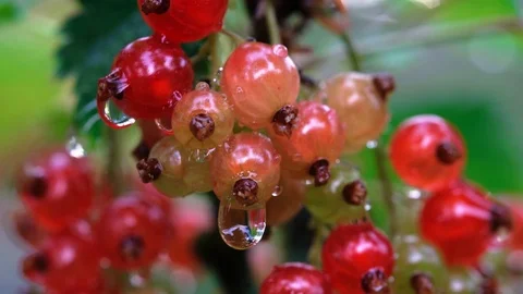 Ant walk on red ribes berries in macro Video stock 115987006