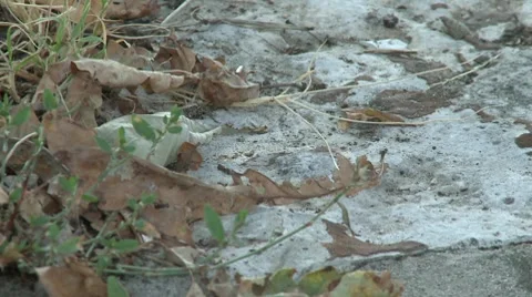 Ant walk on a stone Stock Footage 8693365
