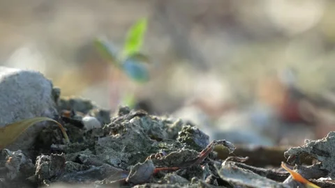 Ant Walking Across Pebbles and Soil - 4K Macro Slow Motion Vídeos de archivo 335706889