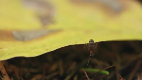 Ant walking along edge of leaf in autumn Stock Footage 317216218