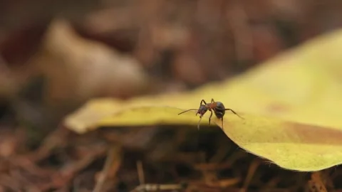 Ant walking along edge of leaf in autumn Stock Footage 317216242