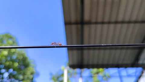 Ant walking along a fine wire, with a bright blue sky and greenery Stock Footage 304842257