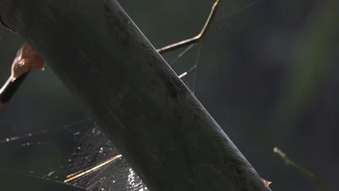 Ant walking on bamboo and Cobweb background Stock Footage 106019444