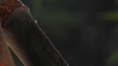 Ant walking on bamboo and Cobweb background Stock Footage 106019449