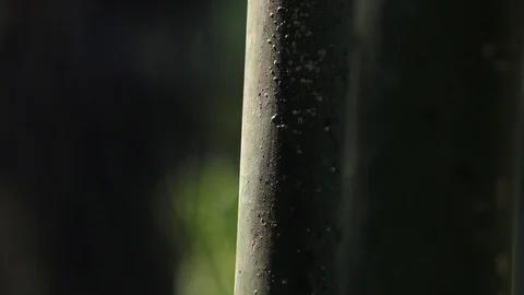 Ant walking on bamboo and Cobweb background Stock Footage 106019498