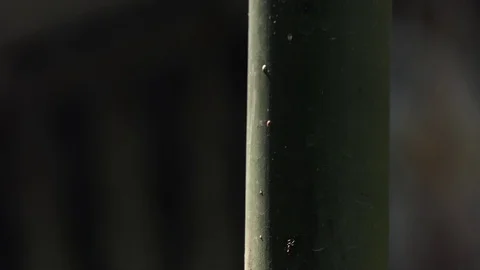 Ant walking on bamboo and Cobweb background 스톡 동영상 106019606