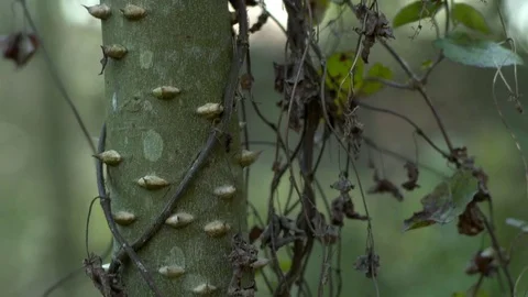 Ant walking on a branch 스톡 동영상 81006777
