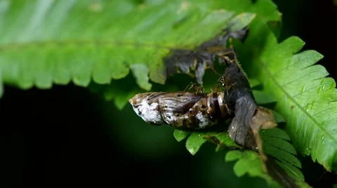 Ant walking on cocoon Stock Footage 53404616