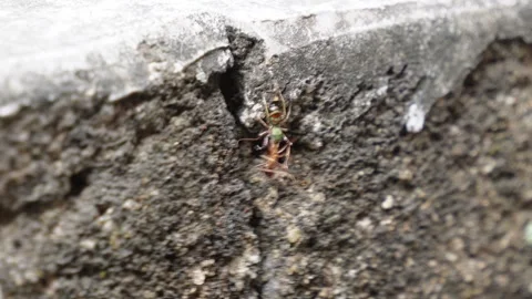 Ant Walking on Cracked Concrete Surface Stock Footage 311720728