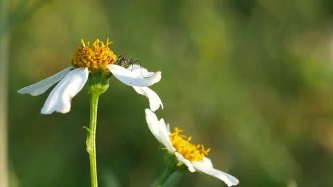 Ant walking on daisy flower Stock Footage 83759296