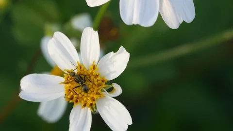 Ant walking on daisy flower Stock Footage 83857631