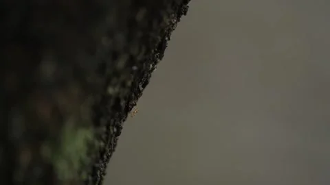An ant walking down a tree. mossy trees crawling with ants Stock Footage 258885337