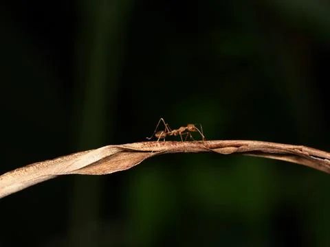 Ant walking on dry leaf with blur green background in garden Stock Photos