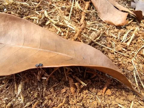 Ant walking on dry leaf Foto stock