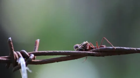 Ant walking in the fence and carrying seed Stock Footage