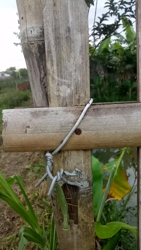 The ant is walking 库存影片 233427876