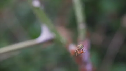 Ant walking Stock Footage 260363317