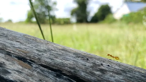 Ant walking Stock Footage 260366874
