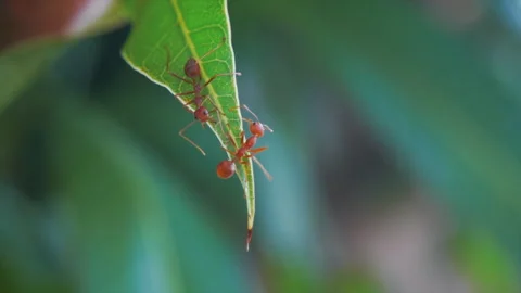 Ant walking Stock Footage 260366939