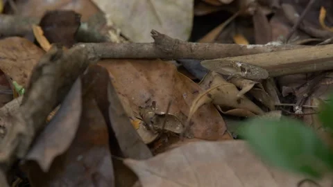 Ant Walking in Forest Video stock 297663533