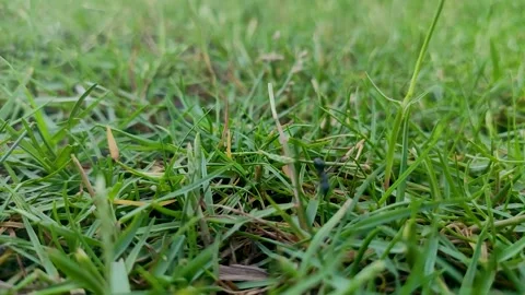 An Ant Walking on grass Stock Footage 275189501