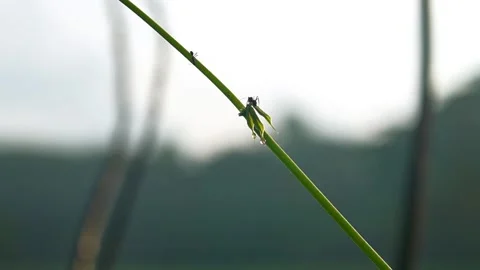 Ant is walking in a green climber Stock Footage 320316252