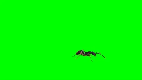Ant Walking on Green Screen 02 Stock Footage 222868744
