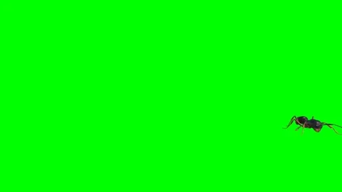 Ant Walking on Green Screen 03 Stock Footage 222868757