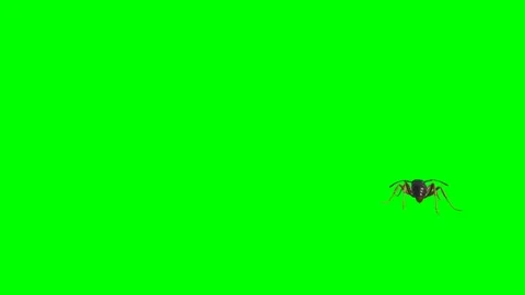 Ant Walking on Green Screen 04 Stock Footage 222868758