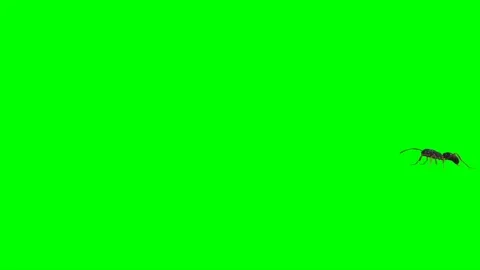 Ant Walking on Green Screen 06 Stock Footage 222868797